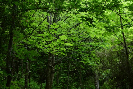 Dense forest with lush green foliage, featuring a canopy of vibrant leaves illuminated by sunlight. Tall tree trunks rise amidst the verdant undergrowth, creating a serene and natural environment.