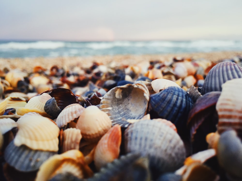 white and brown sea shells on shore during daytime