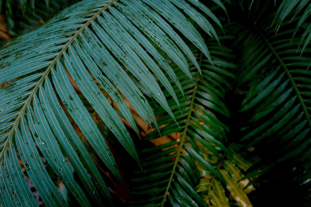 green leaves in close up photography