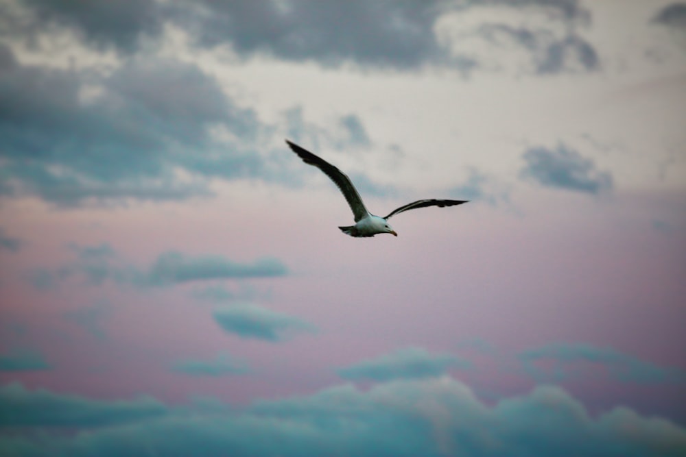 white and black bird flying under white clouds during daytime