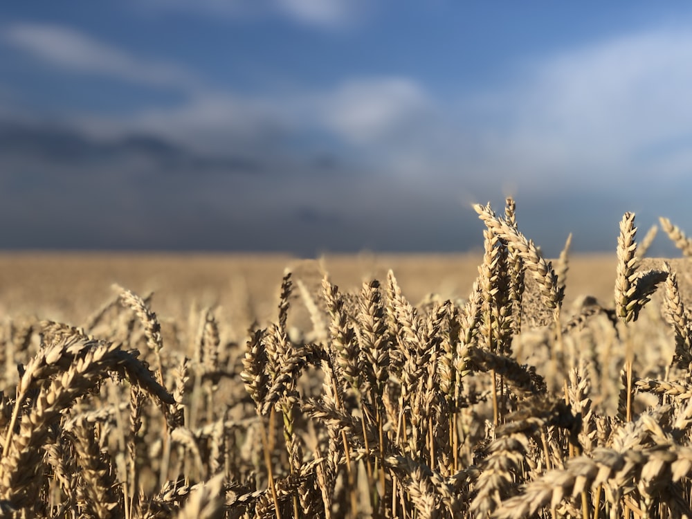 brown wheat field under blue sky during daytime