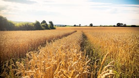 brown wheat field under white clouds during daytime