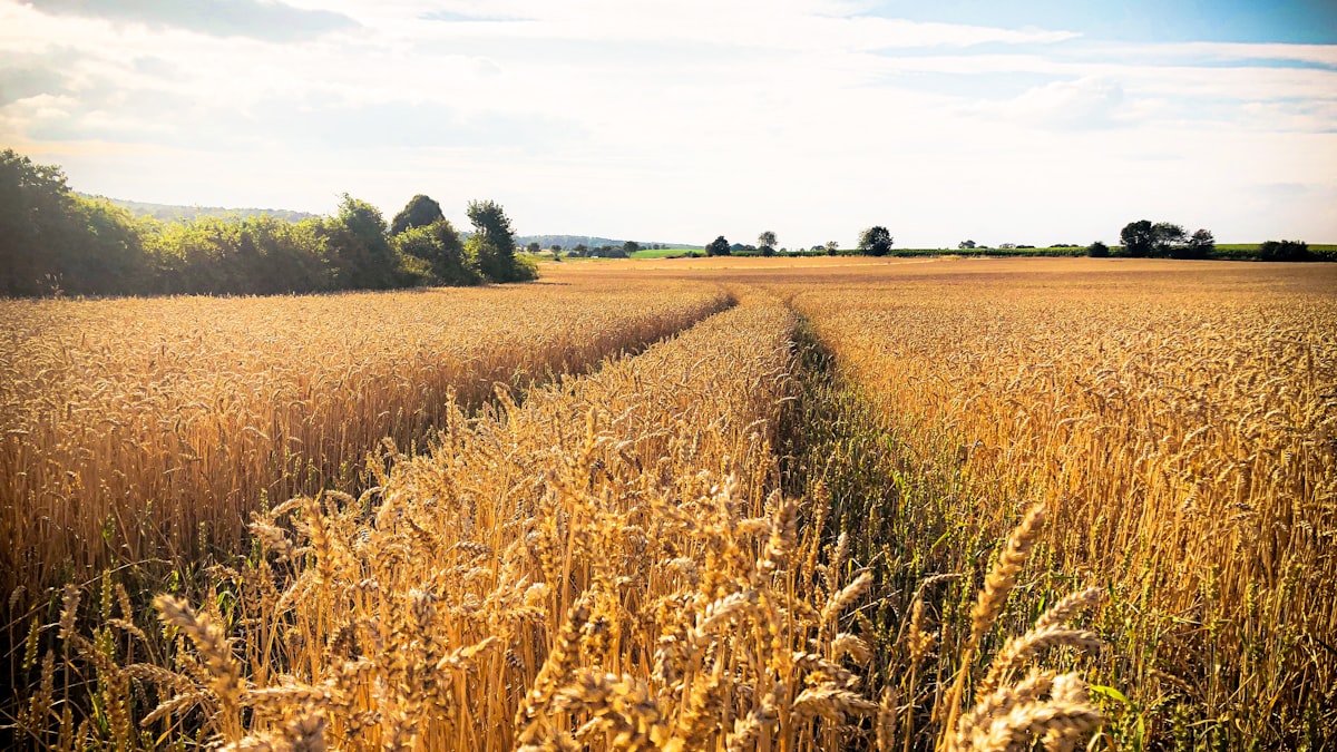 Golden wheat field with ripe ears of grain under a warm sky