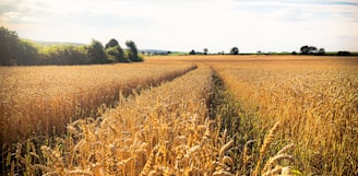 brown wheat field under white clouds during daytime