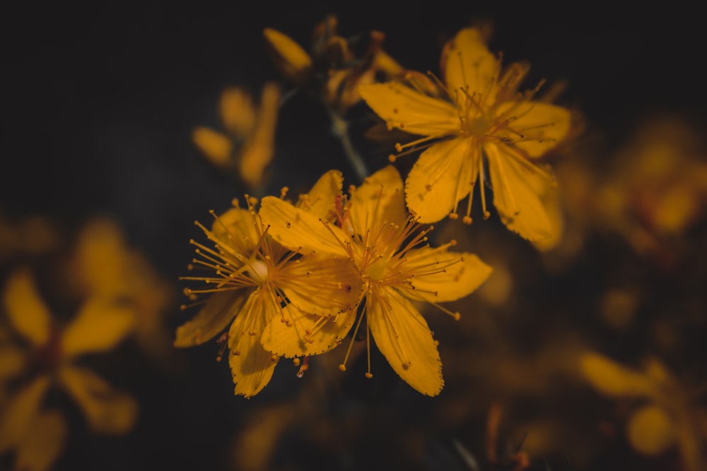 yellow leaves in close up photography