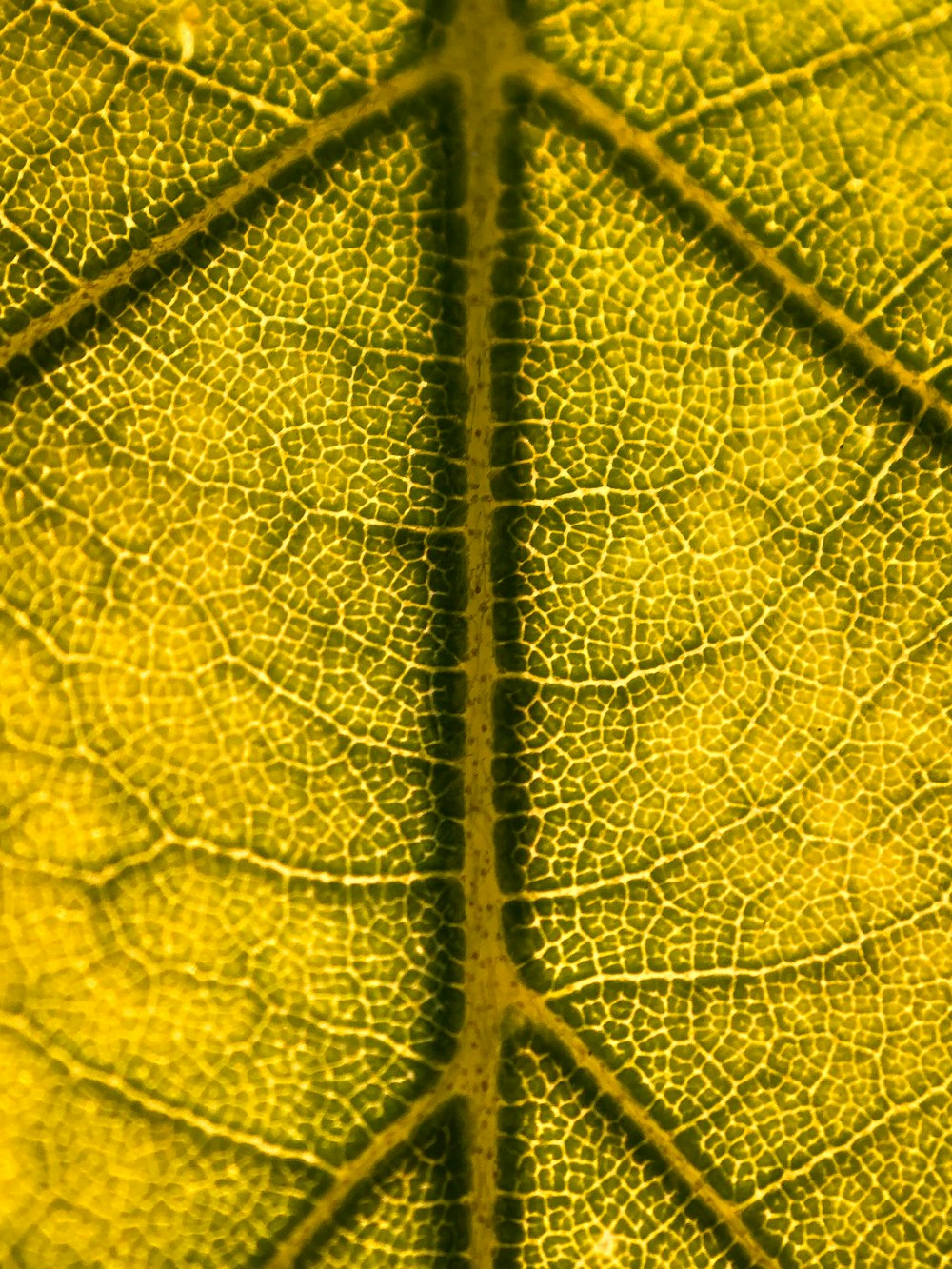 green leaf in close up photography