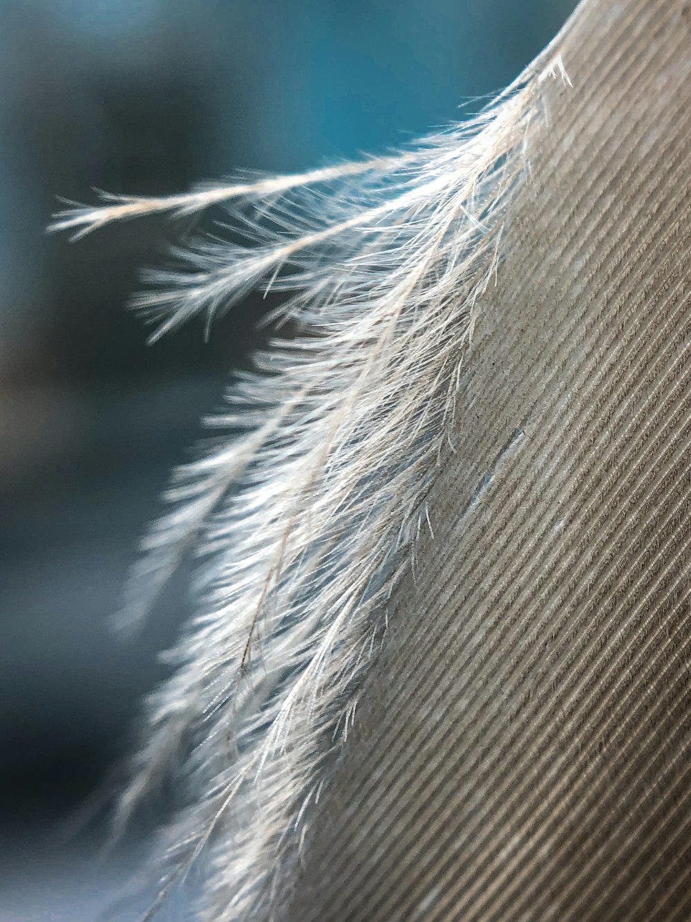 white feather on brown textile