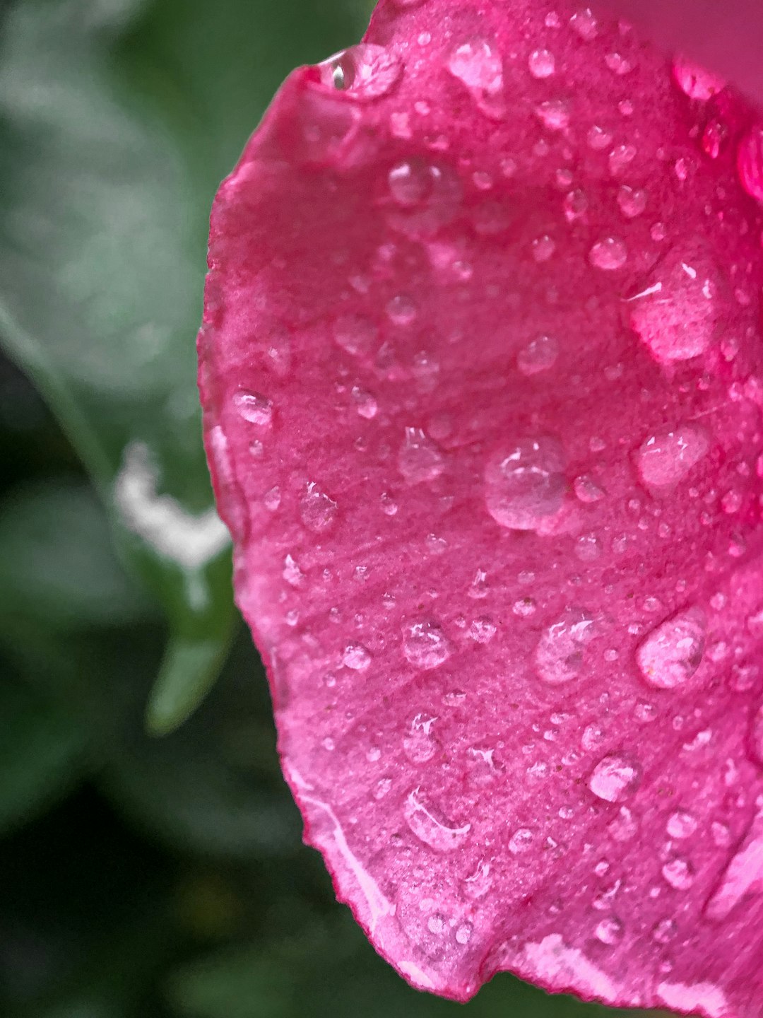 water droplets on pink flower