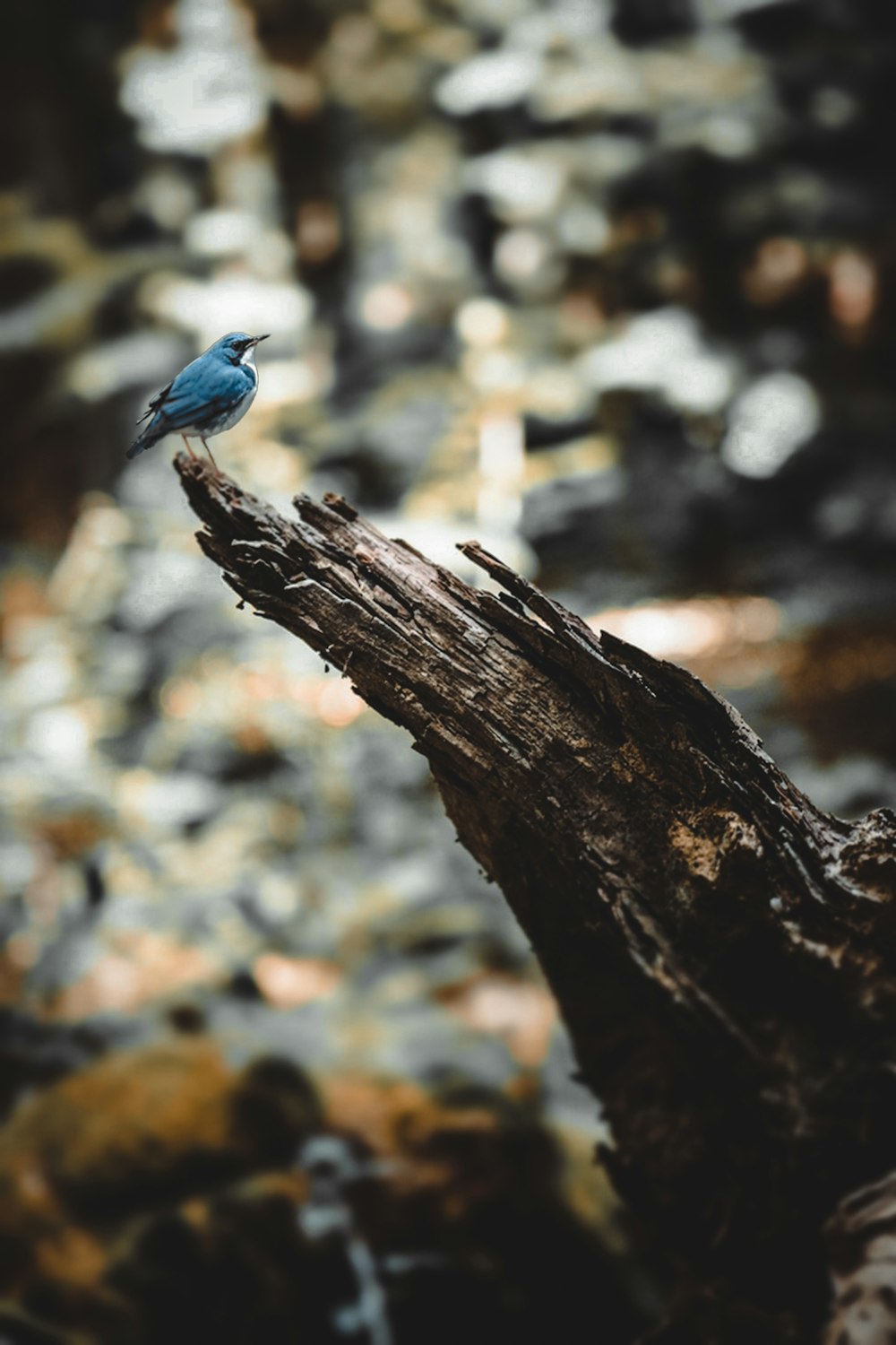 blue bird on brown tree branch