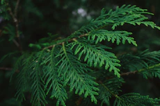green leaf in close up photography