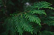 green leaf in close up photography
