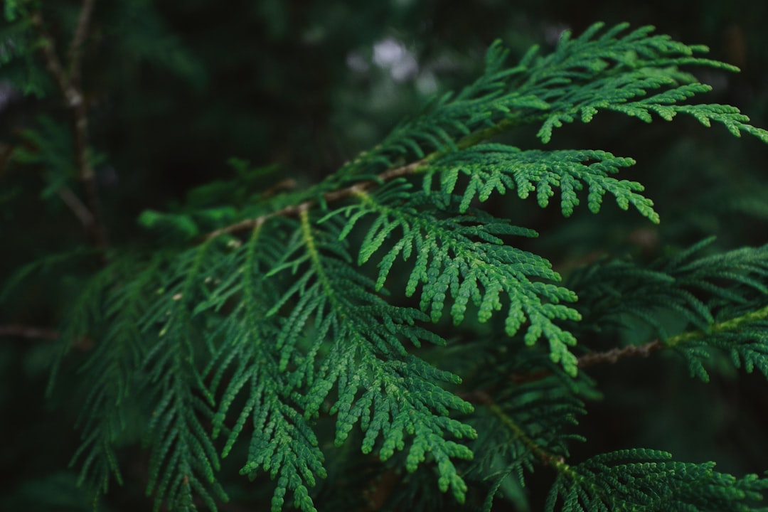 green leaf in close up photography