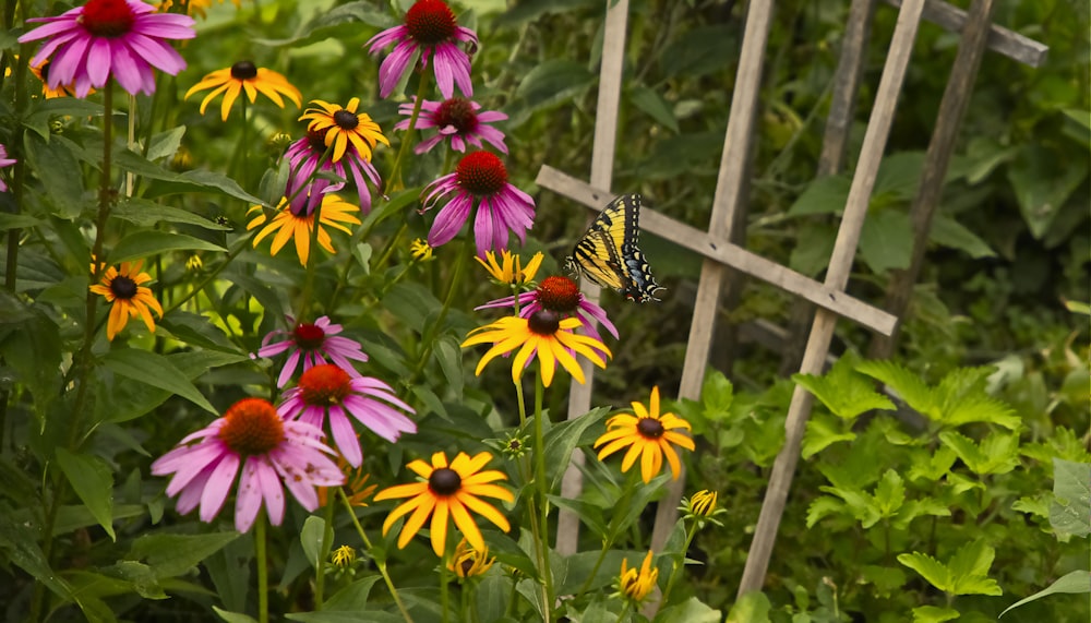 tiger swallowtail butterfly perched on pink flower during daytime