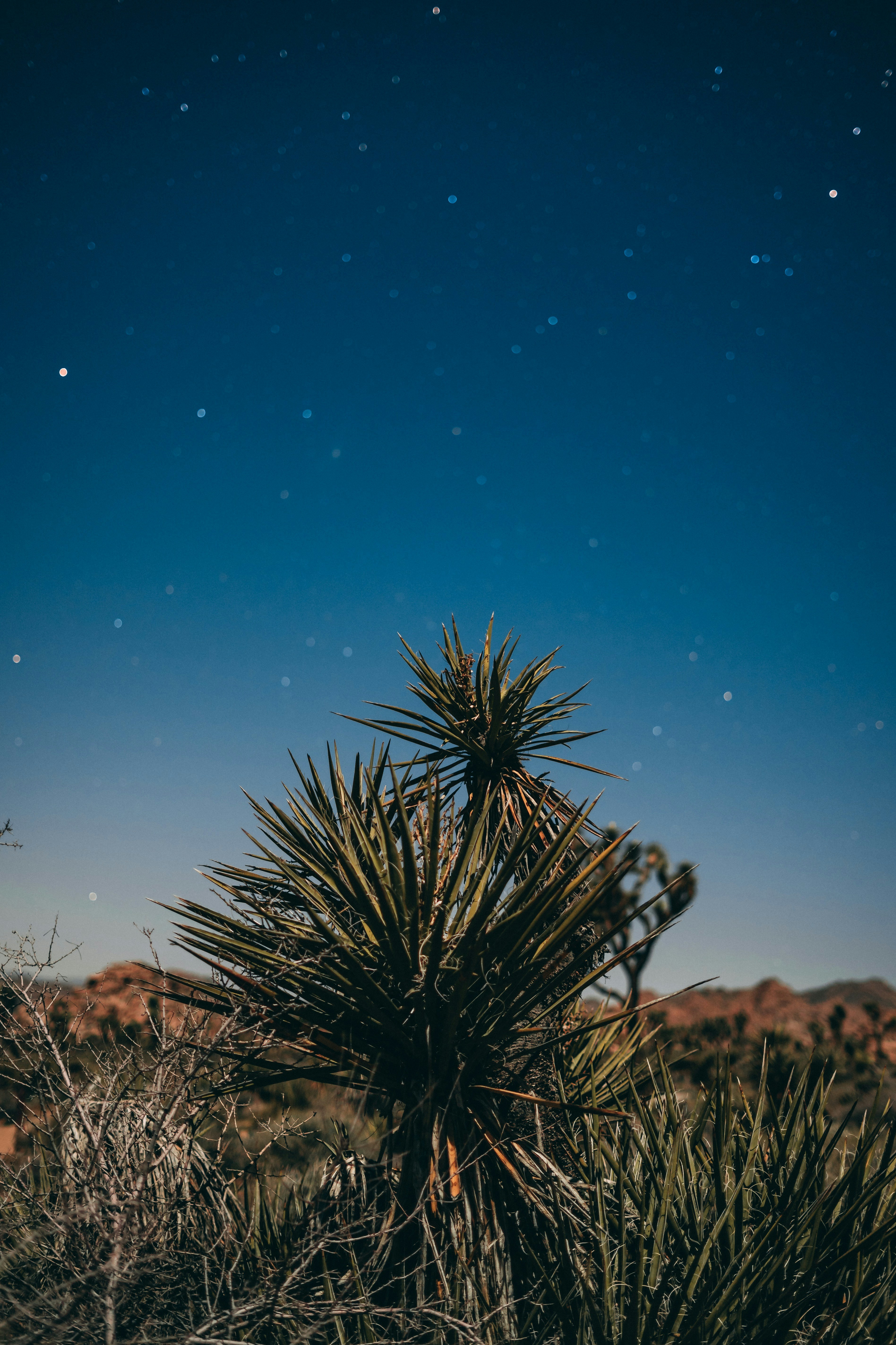 昼間の青空の下の緑の芝生の写真 Unsplashで見つけるジョシュアツリーの無料写真
