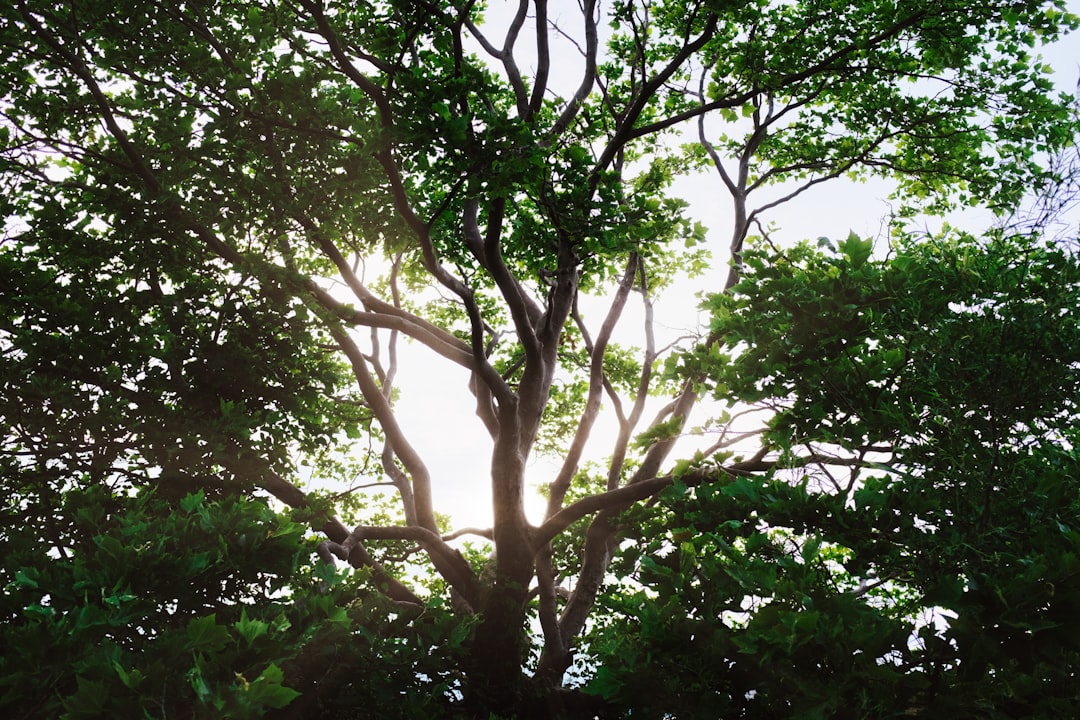 green tree under white sky during daytime