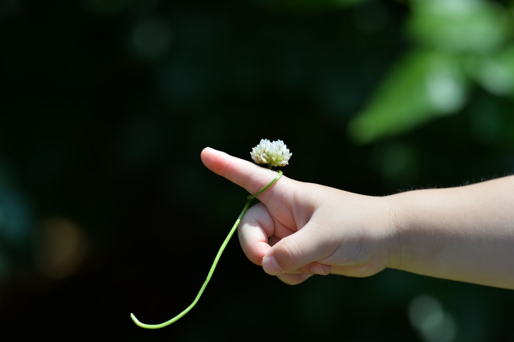 person holding white flower during daytime