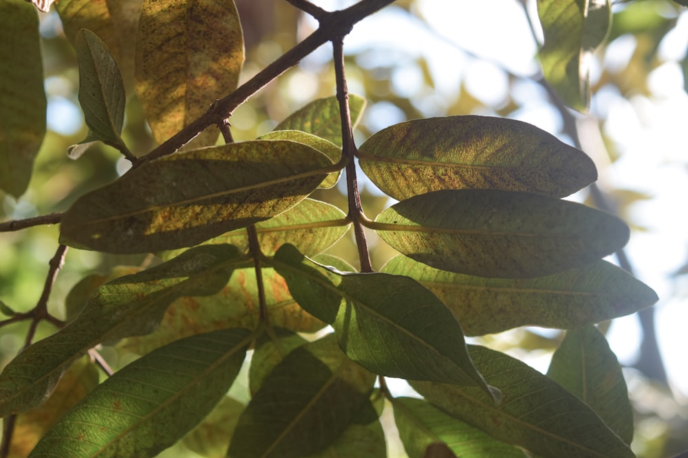 green leaves in tilt shift lens