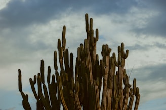 brown cactus under white clouds during daytime