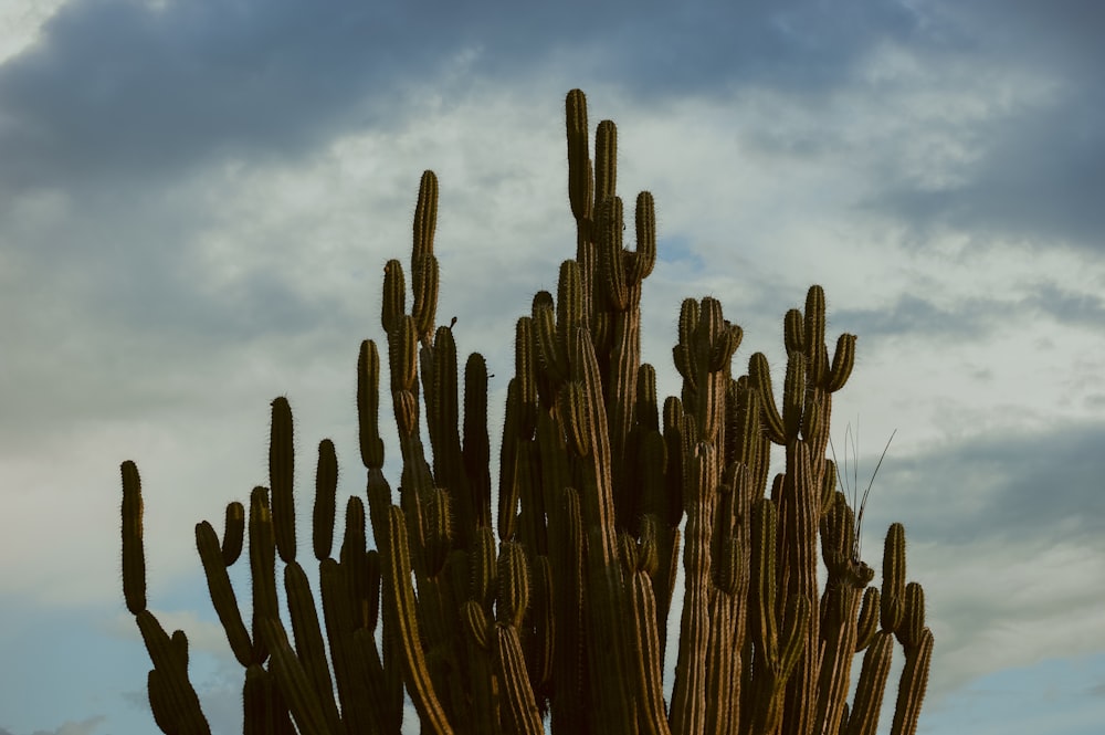 brown cactus under white clouds during daytime