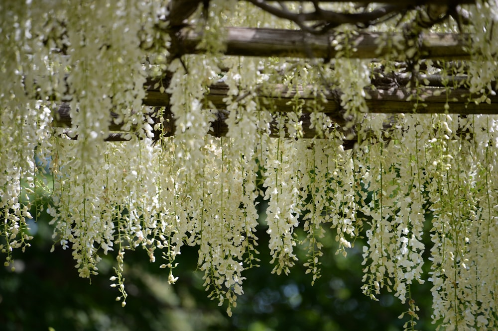 white flowers on brown wooden fence