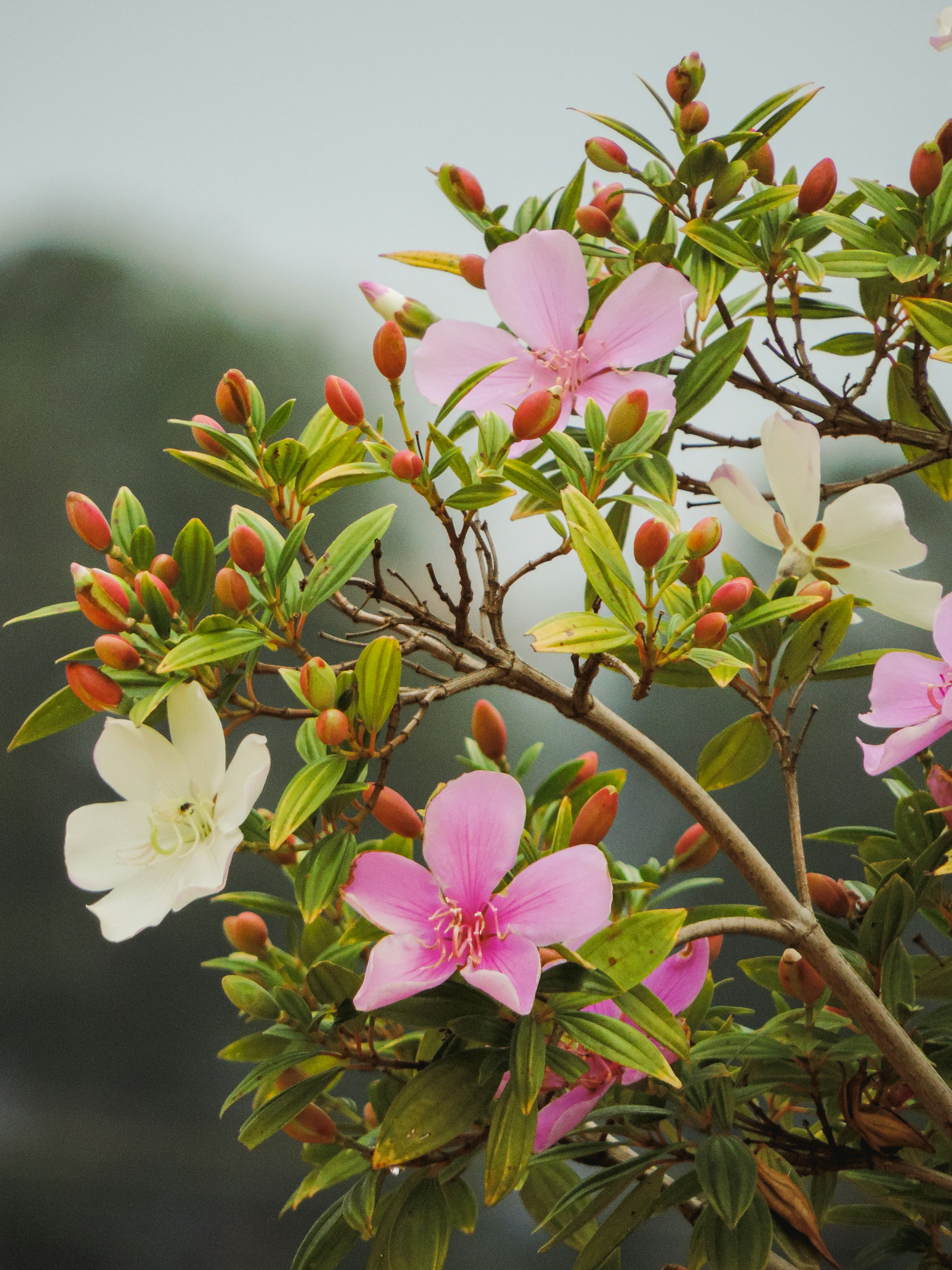 Photo by eduschadesoares