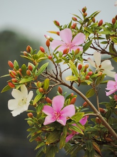 pink and white flowers in tilt shift lens