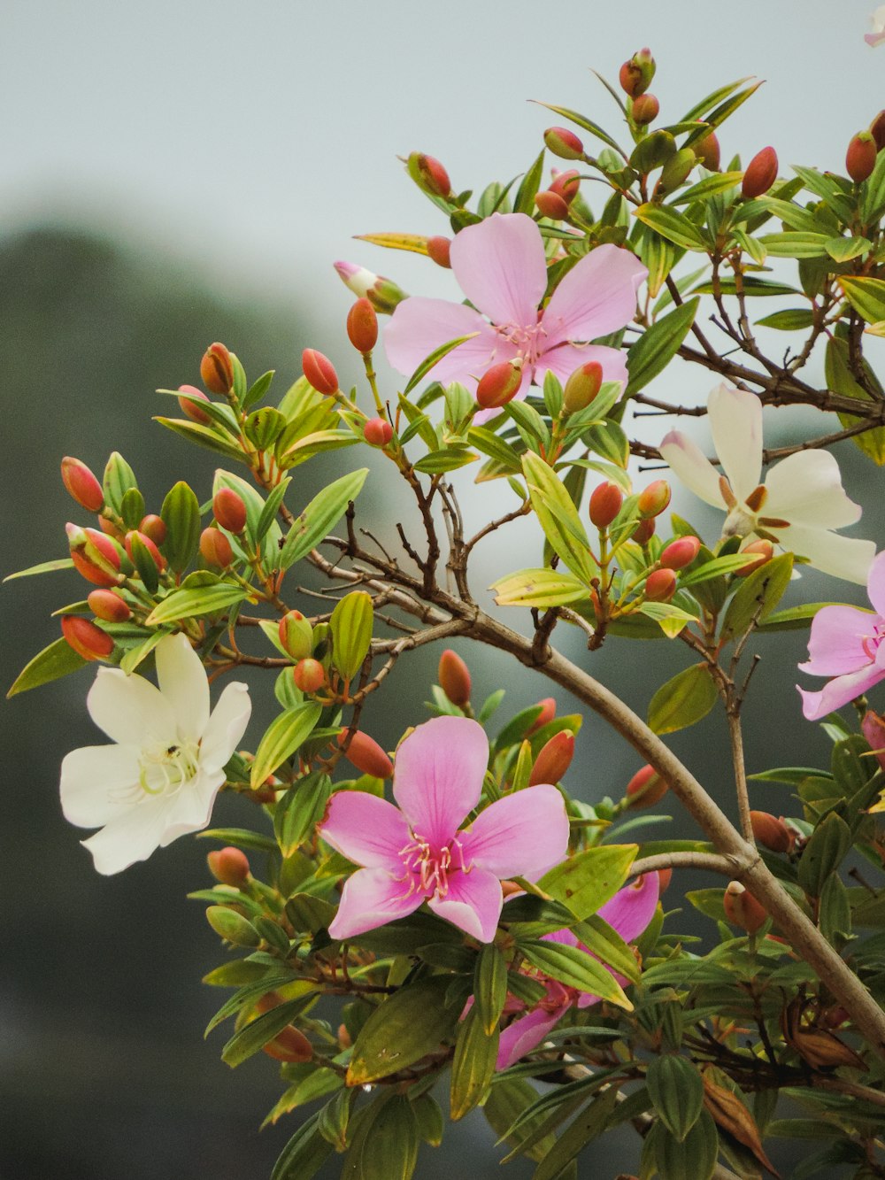 pink and white flowers in tilt shift lens