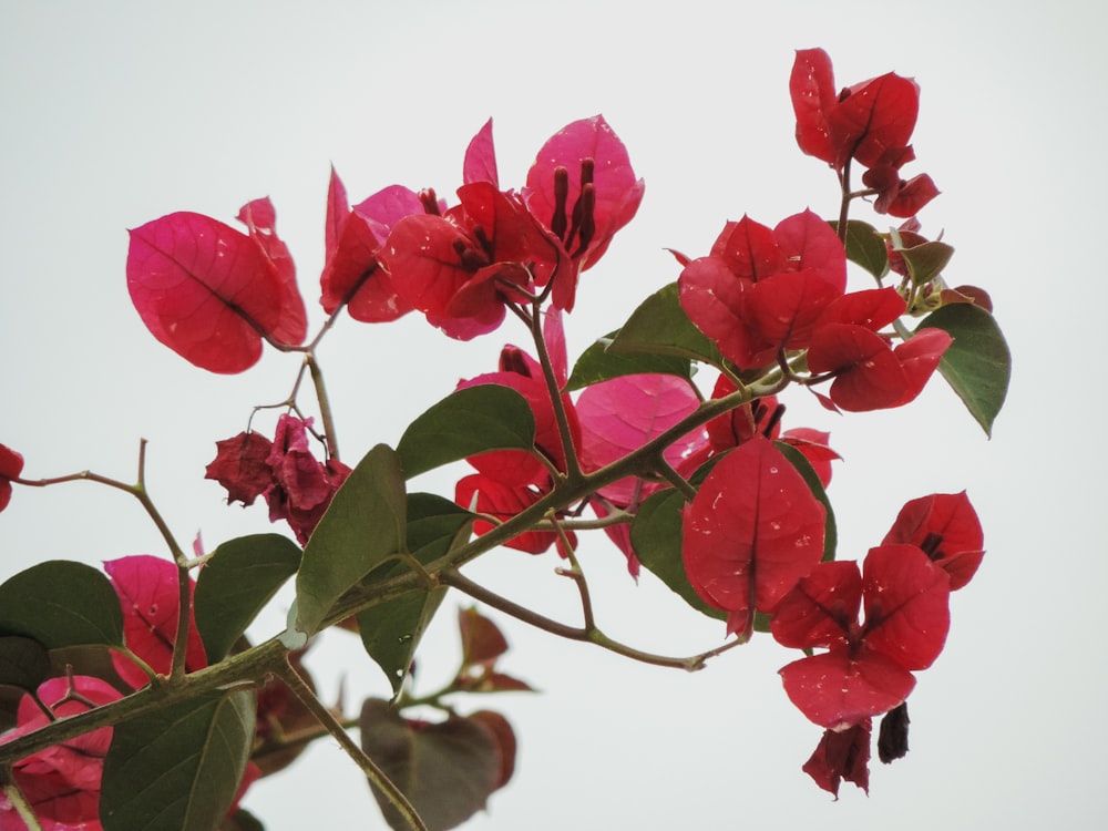 red rose in close up photography