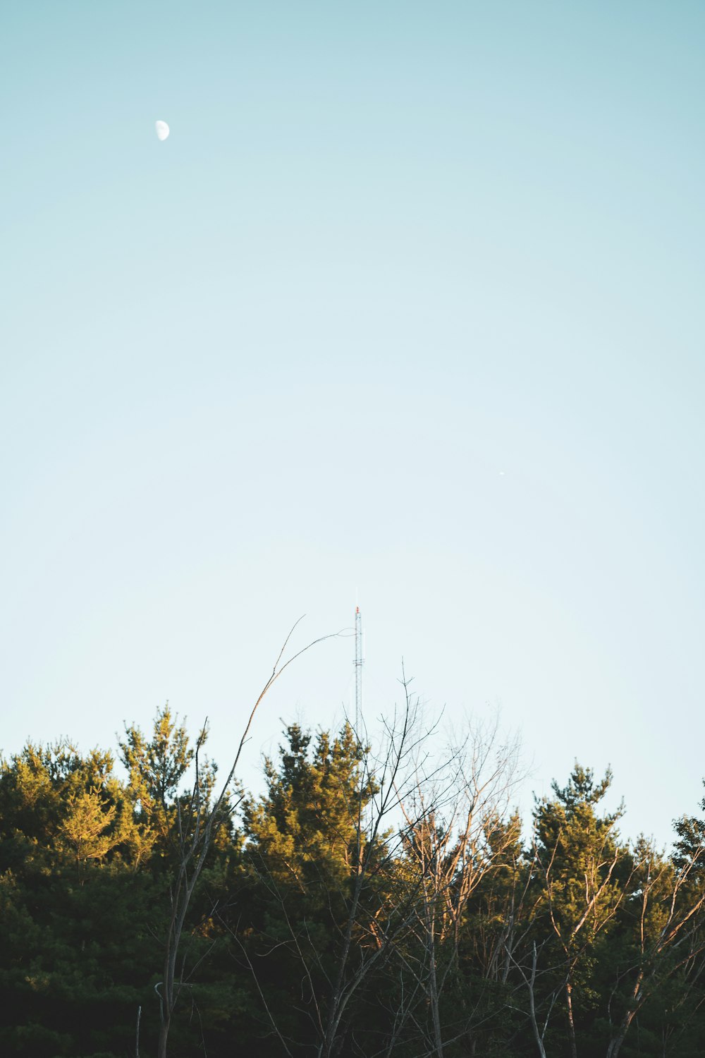 green trees under white sky during daytime