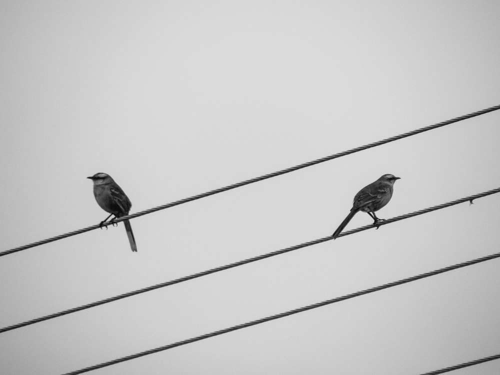 fotografia em escala de cinza do pássaro no fio