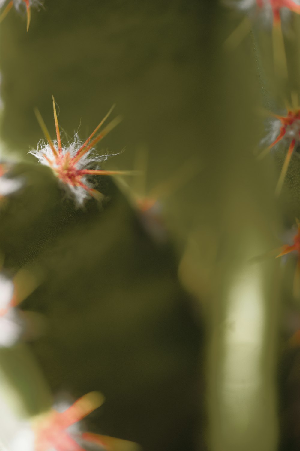 white and red flower in tilt shift lens