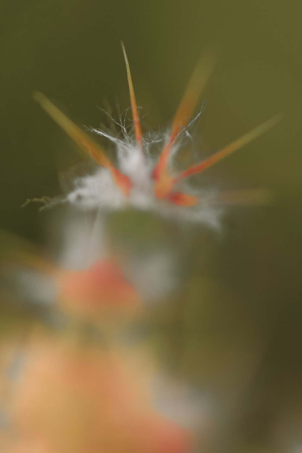 white and red flower in close up photography