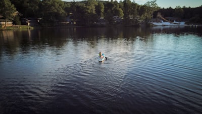 2 white swans on lake during daytime pennsylvania zoom background