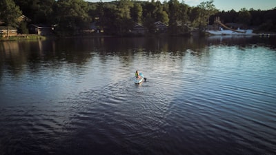 2 white swans on lake during daytime pennsylvania google meet background