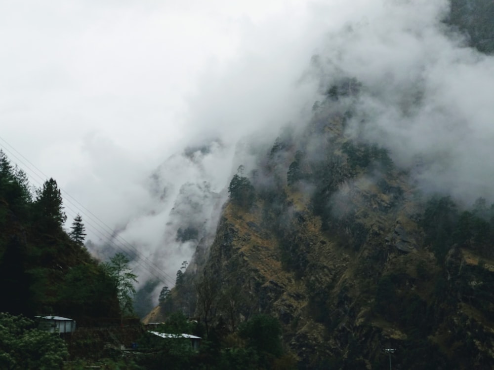 green trees on mountain during foggy day