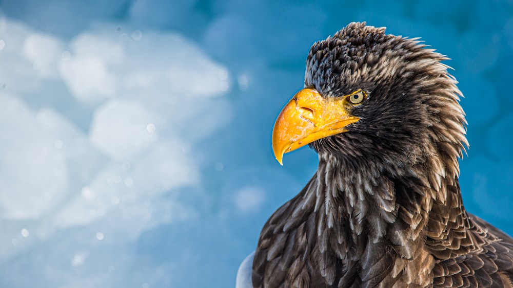 brown and white eagle in close up photography