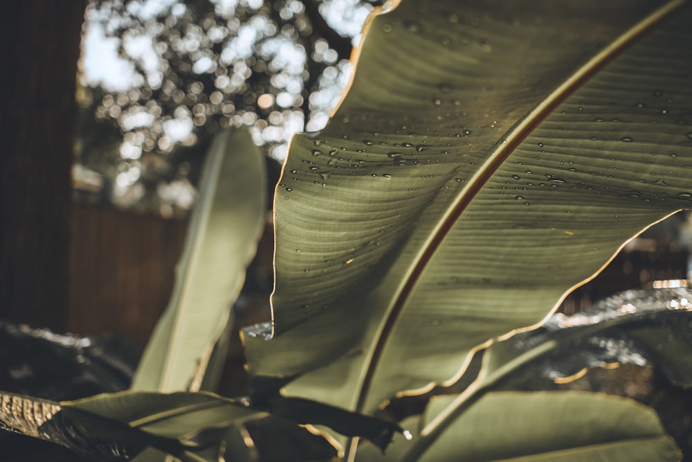 green banana leaf with white and black round fruits