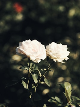 white rose in bloom during daytime