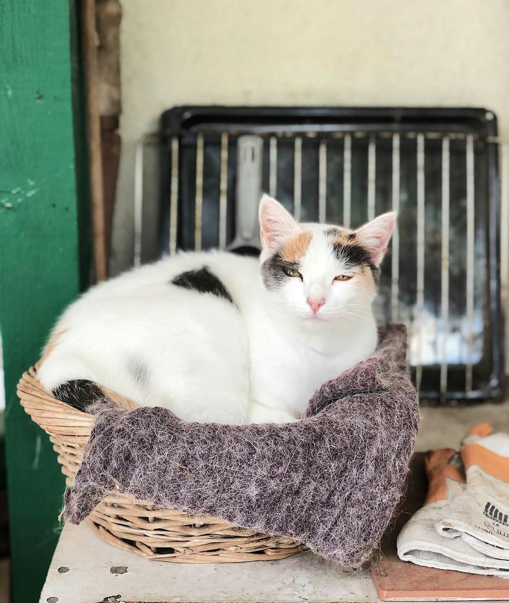white and brown cat on brown wicker basket