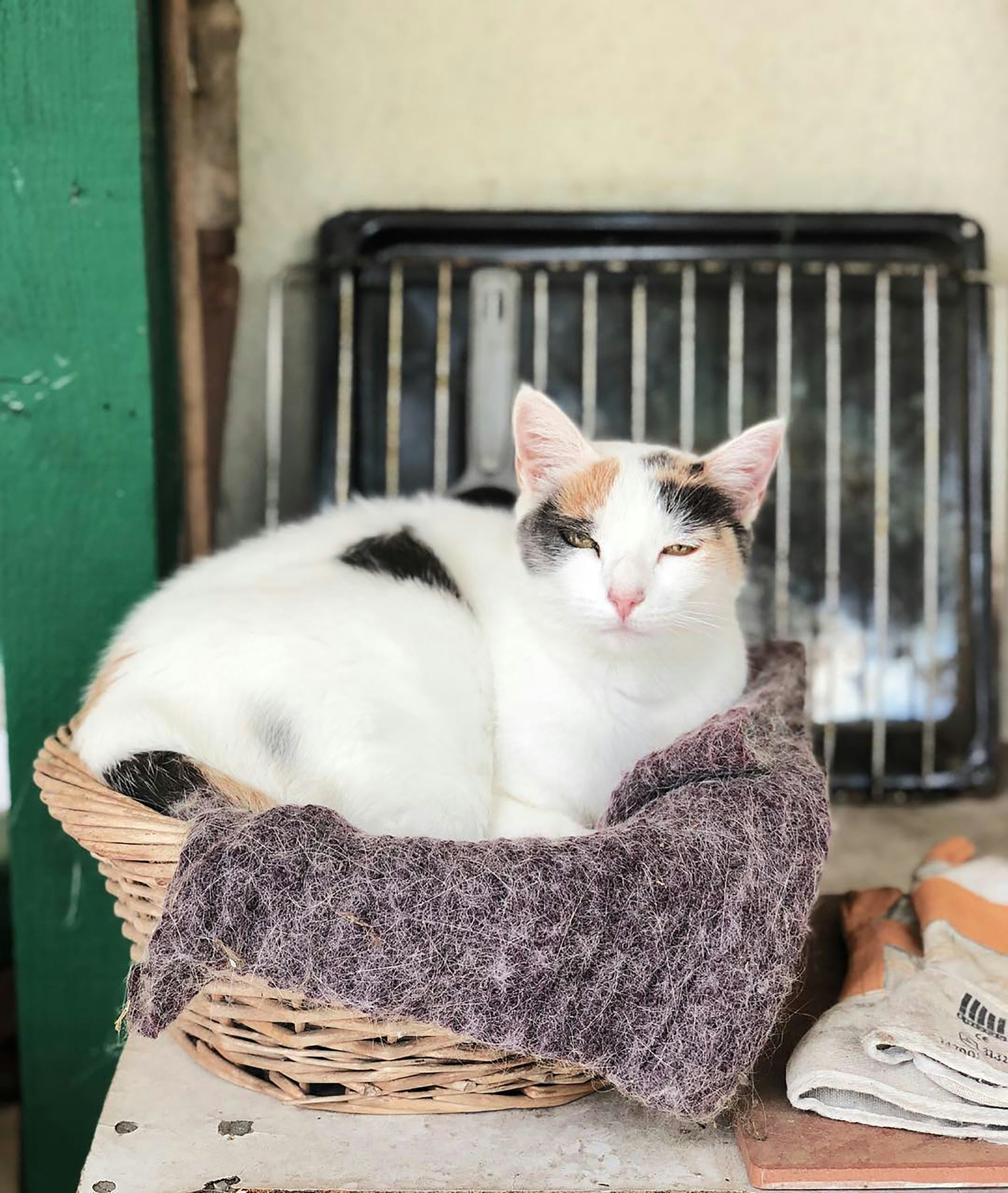 A sleepy cat cuddles up in a cozy basket in Ages, France.