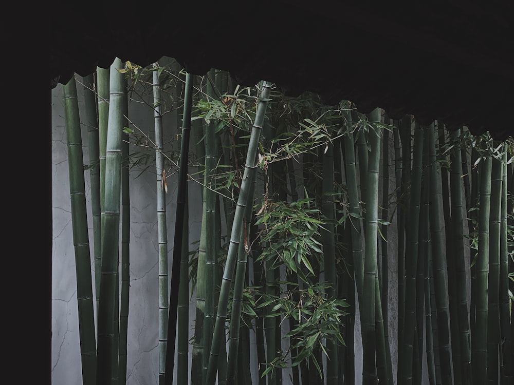 green bamboo tree during daytime