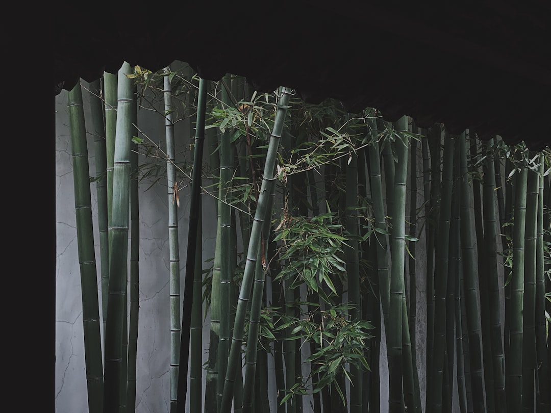 Forest photo spot Yangjiangjun Alley Jiangsu