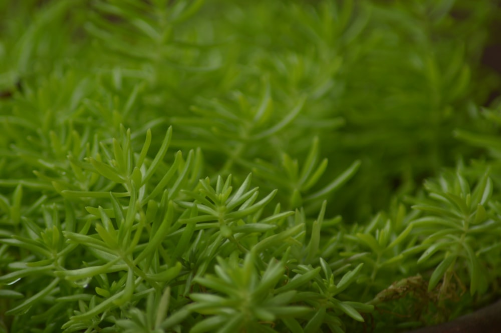 green grass in close up photography