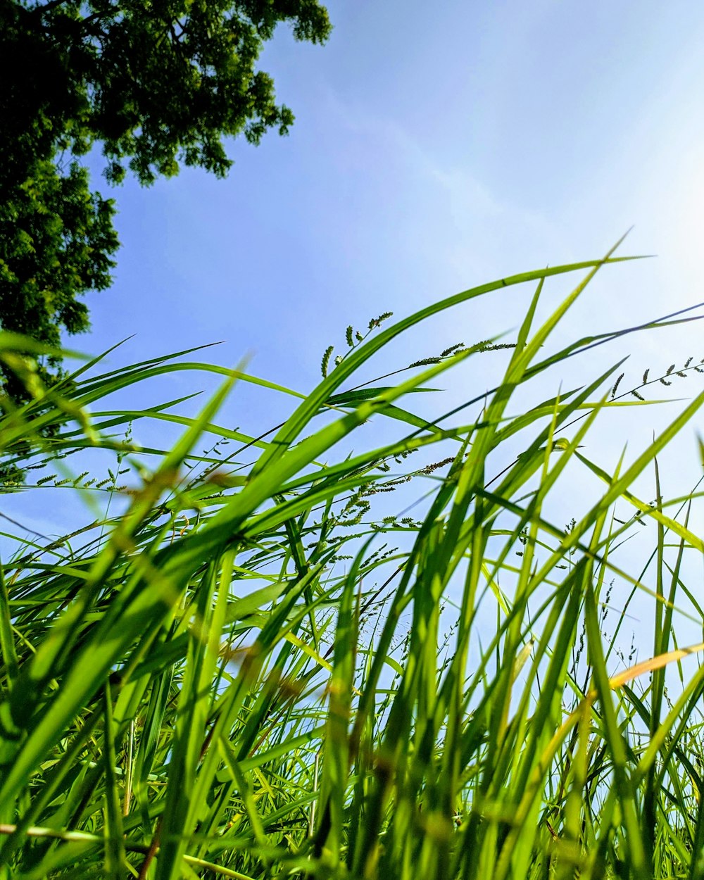 green grass under blue sky during daytime