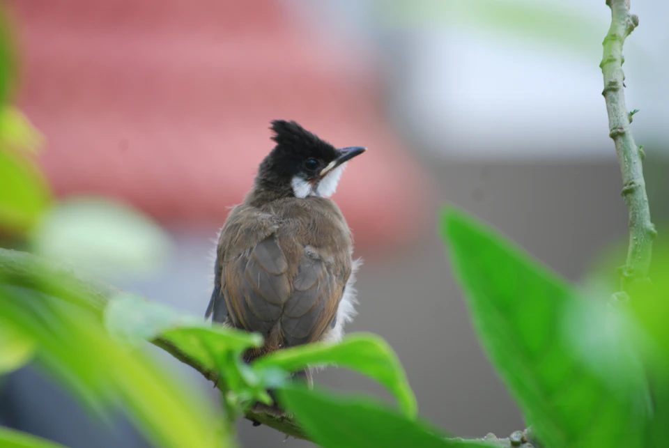 The image depicts a small brown bird perched on a branch, facing to the right side and looking directly at the camera. The bird's body is covered in brown feathers, while its wings are white. The background features green leaves that provide a natural backdrop for the bird.