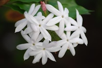 A cluster of white jasmine flowers with star-shaped petals is surrounded by lush green leaves. The flowers have a delicate and elegant appearance with a few unopened pink buds nearby.