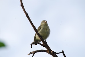 A small blue bird perched on a tree branch singing happily beside Pepe Horloge.