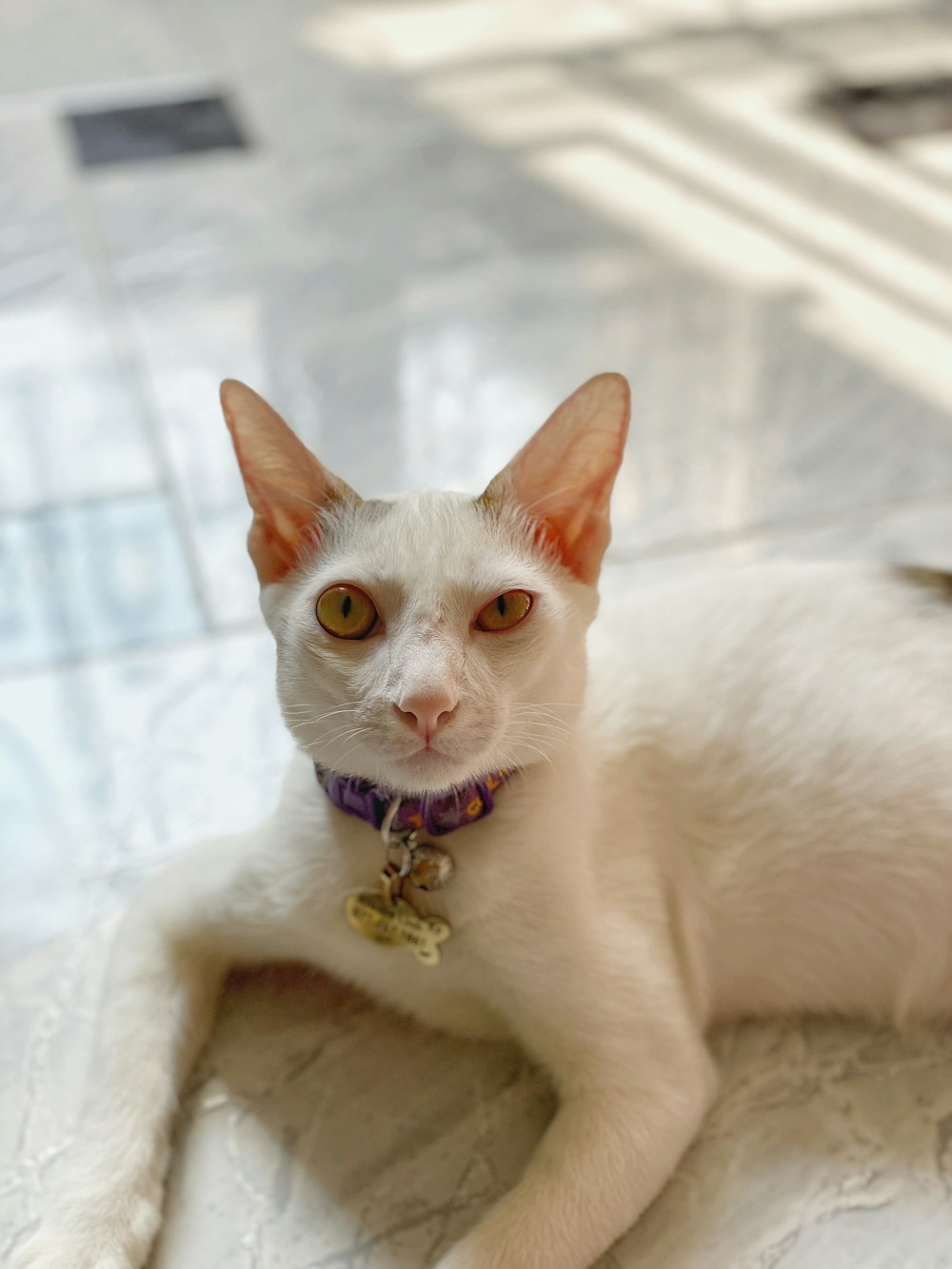 gato blanco con collar negro