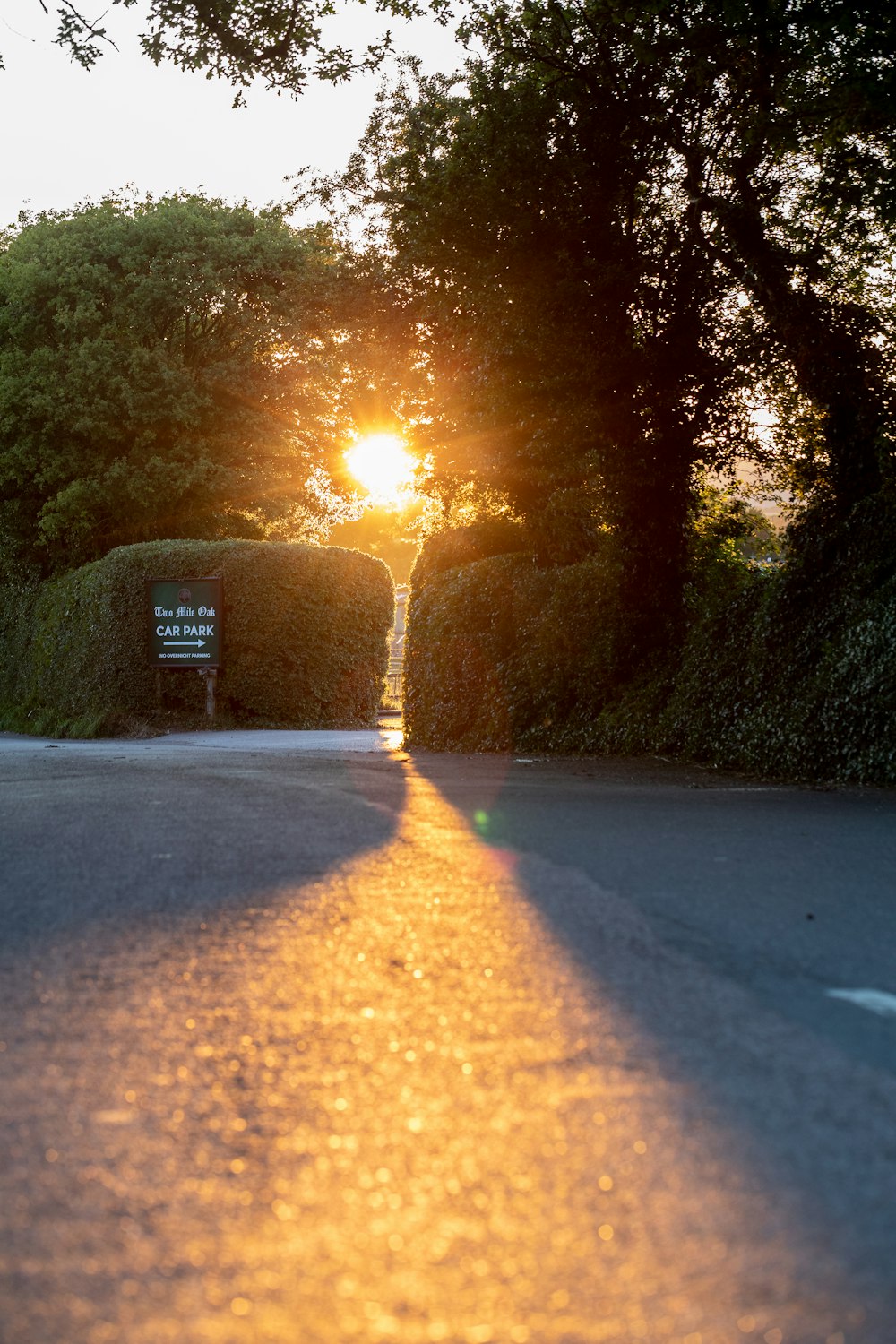 gray concrete road between green trees during daytime