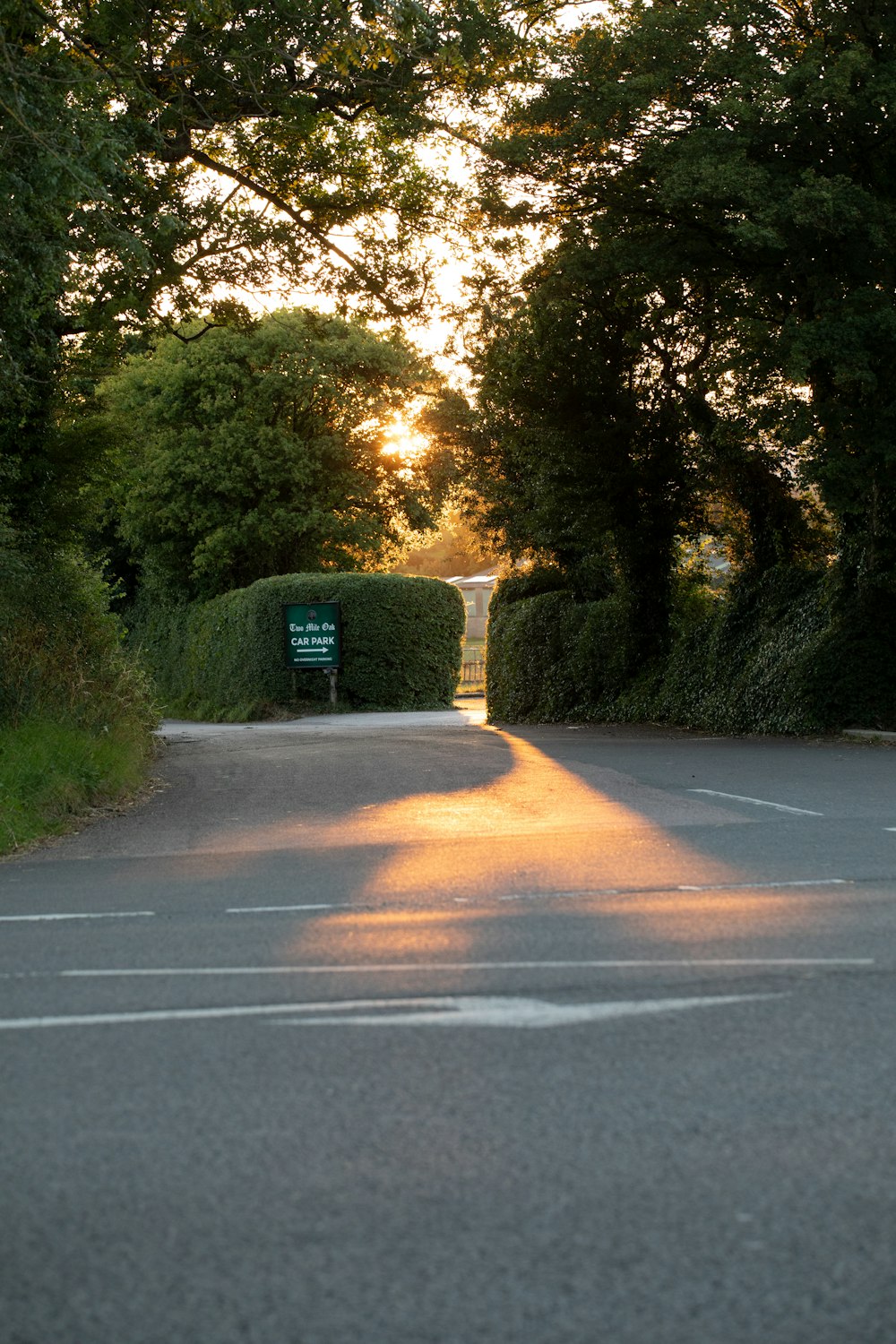 gray concrete road between green trees during daytime